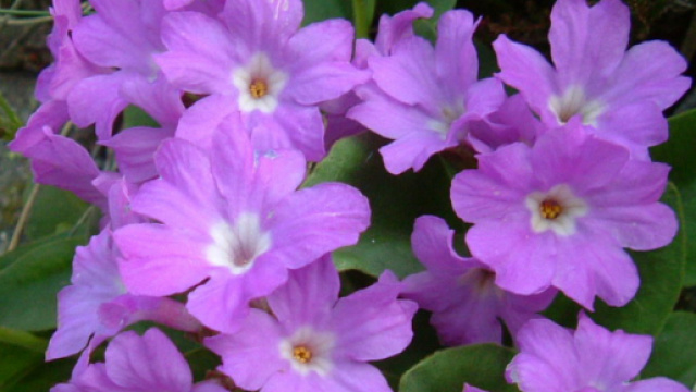 Primula apennina / Primula appenninica , Forum Natura Mediterraneo ... - naturamediterraneo.com