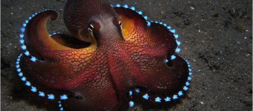 El fascinante pulpo del coco | La Reserva - lareserva.com