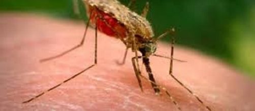 El paludismo es transmitido por la picadura del mosquito del g&eacute;nero Anopheles