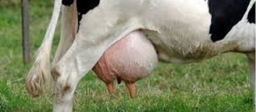 La mastitis produce cambios en la composici&oacute;n fisicoqu&iacute;mica y bacteriol&oacute;gica de la leche de vaca