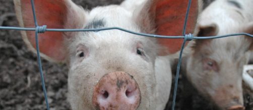 Pigs from the slaughter house were used - (Image credit -flickr thornypup)