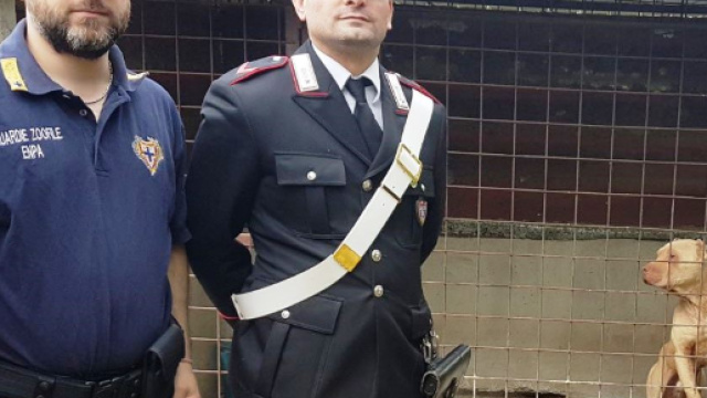 Cani maltrattati con coda e orecchie tagliate: una denuncia nel napoletano