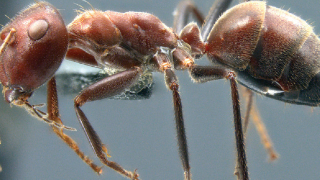 Colobopsis explodens: la nuova specie descritta su ZooKeys