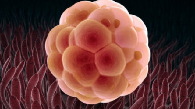 Il primo embrione ottenuto senza ovuli e spermatozoo