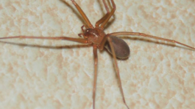 Gli animali che ti possono rovinare le ferie | Tagli - wordpress.com