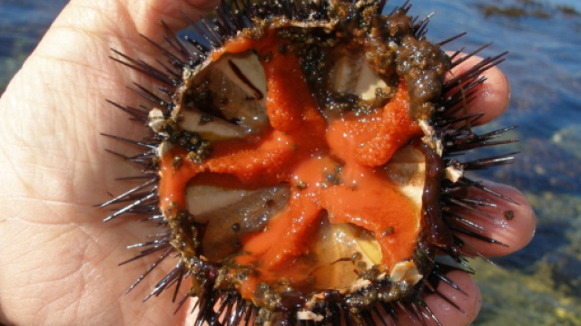 L'interno di un riccio di mare