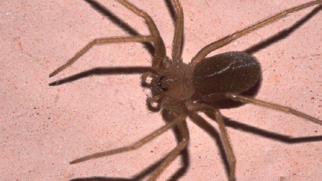 Ragno violino, le cose da sapere