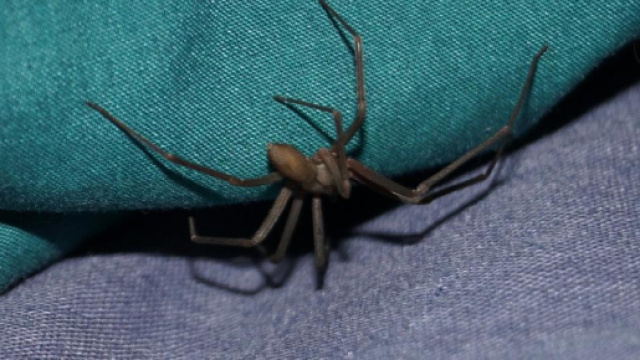 Ragno violino, morso killer e terrore? Rischi anche dentro casa