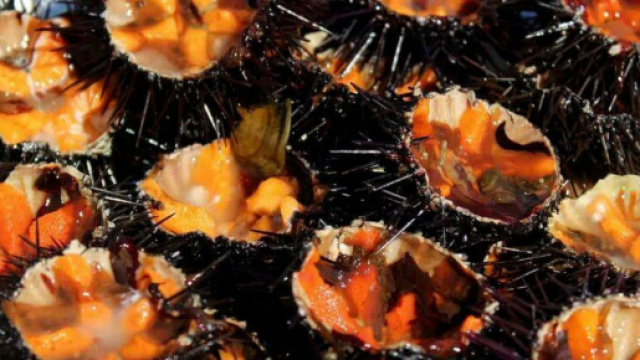 Ricci di mare: ecco perch&eacute; fanno bene alla salute