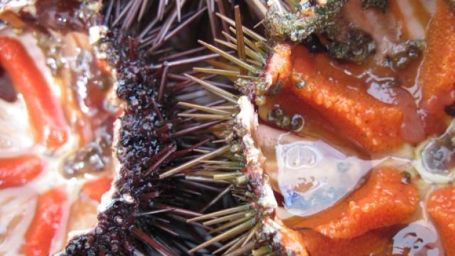 Ricci di mare (foto Pixabay - Ulleo)