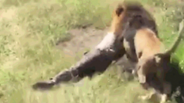 Sudafrica: proprietario di uno zoo assalito dal 'suo' leone.