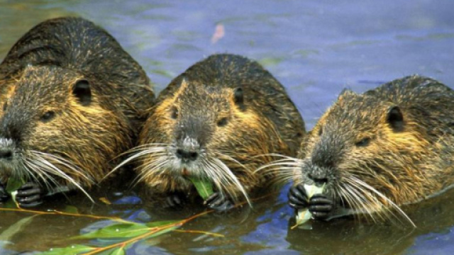 Una famiglia di nutrie: questo roditore pu&ograve; provocare ingenti danni ad argini, corsi d'acqua e colture.