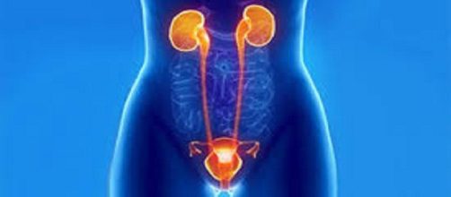 Ri&ntilde;ones, ur&eacute;ter, vejiga y uretra
