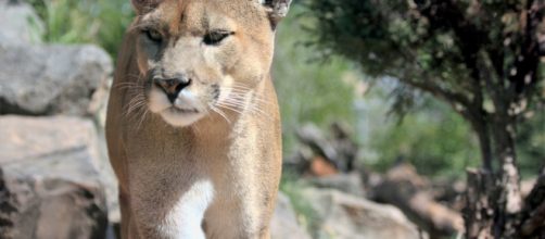 Two cyclist were attacked by a cougar leaving one dead and the other injured (image via-public domain pictures)