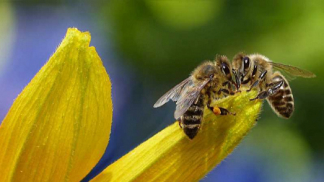 20 maggio, &egrave; il World Bee Day / BlogNews - blog-news.it