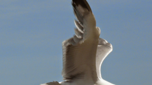 La Spezia, gabbiano attacca pensionato.