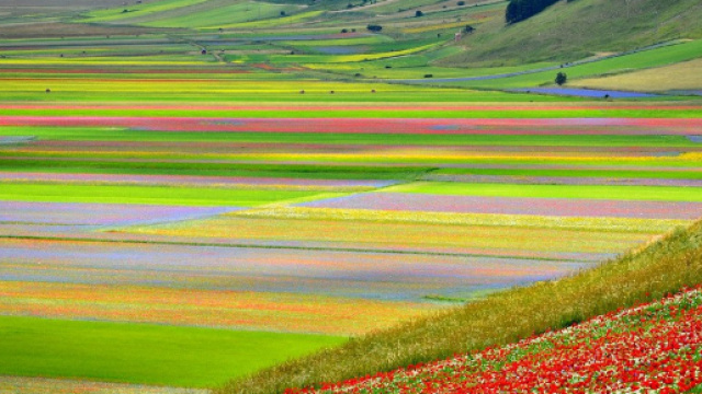 Lo spettacolo della fioritura di Castelluccio di Norcia