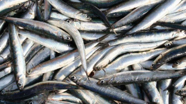 Mangia alici con parassiti, fuori pericolo 70enne pescarese
