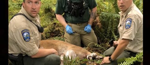 Cougar attacks 2 bikers, kills one in Washington State. Photo: CBS Evening News/YouTube Screenshot