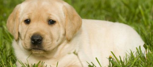 El cuarto mes del cachorro | Mascotas - facilisimo.com