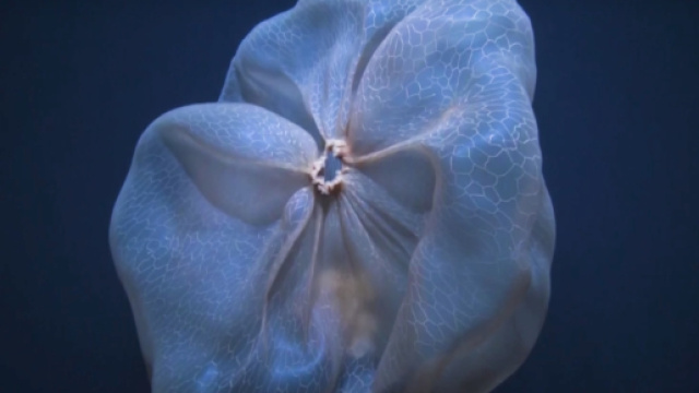 Super Soothing Deepstaria Jellyfish is the 'Lava Lamp' of the Sea ... - nerdist.com