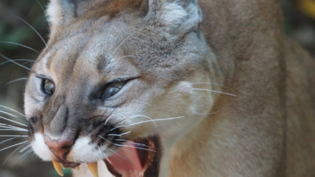 Usa, puma aggredisce due ciclisti e ne uccide uno