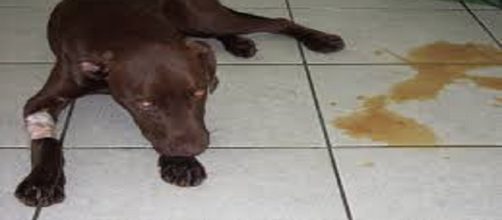 Es una enfermedad viral altamente mortal en los cachorros no tratados