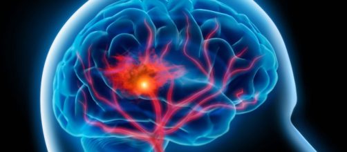 Estos son &oacute;rganos para trasplantes creados en el laboratorio mediante la inyecci&oacute;n de c&eacute;lulas humanas en cerdas