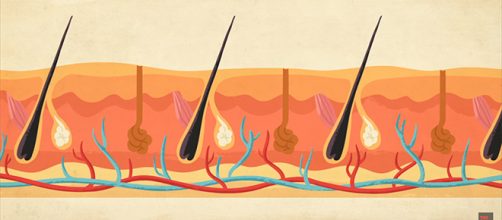 Skin elasticity and overall wellness is highly dependent on what you put inside your body. [Image source: TED -Ed]