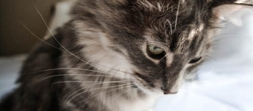 There is a great number of brands that are animal cruelty-free. Check them out! (Copyright free)