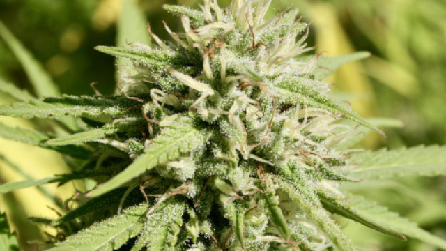 Cannabis Light: la vera storia della cannabis legale in Italia - weedee.it