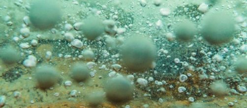 El extraordinario r&iacute;o hirviente de la amazon&iacute;a