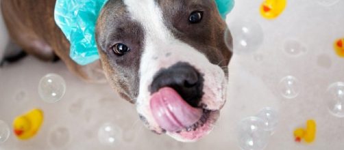 Razones por las que el ba&ntilde;o es el mejor momento de un perro - recreoviral.com