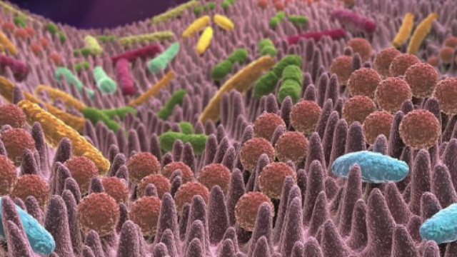 Flora batterica intestinale umana