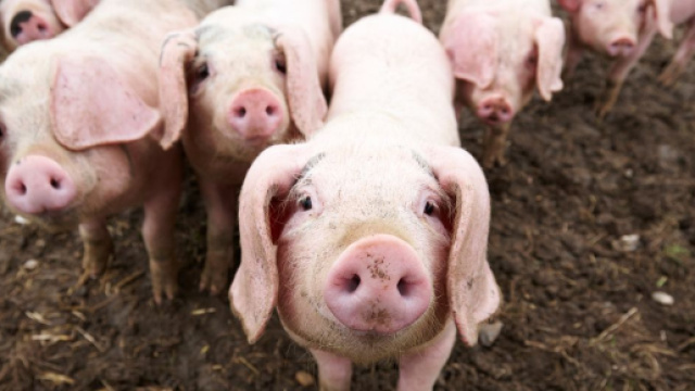 Il misterioso maiale nel lago scatena la fantasia degli internauti