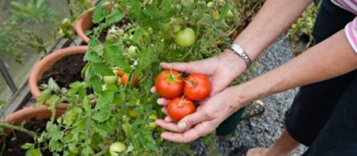 Convierte tu terraza en un huerto urbano
