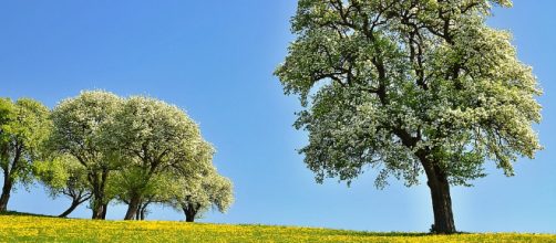 Cient&iacute;ficos descubren que los &aacute;rboles tiene 'latido'
