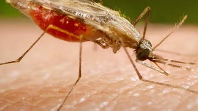 In alto, insetto portatore della malaria