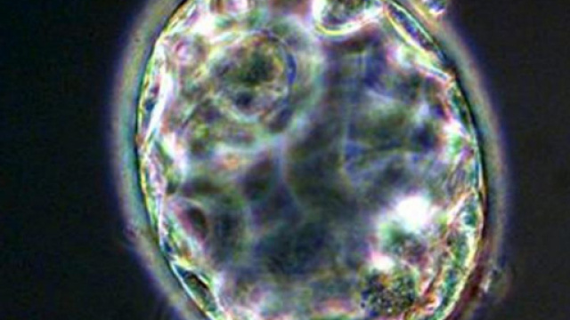 Nata bimba da embrione congelato 25 anni fa - avvenire.it