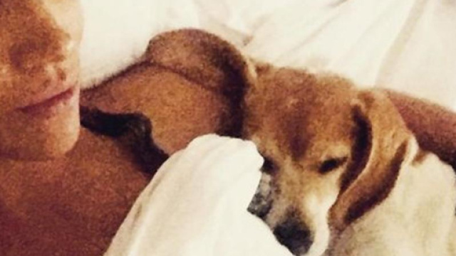 Nozze reali, dall'eutanasia al palazzo reale: la favola del cane ... - ilsecoloxix.it