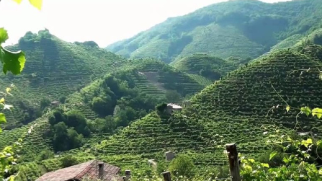 Prosecco veneto: troppi pesticidi?