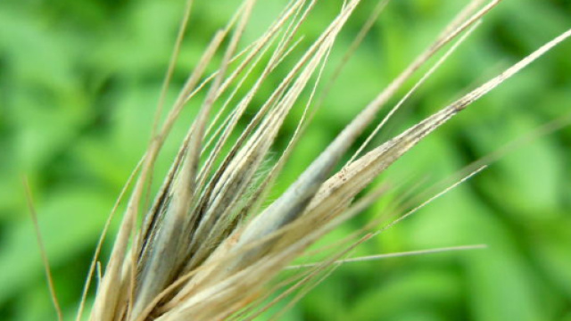 Tempo di forasacchi - Ambulatorio Veterinario Gabbro - ambulatorioveterinariogabbro.it