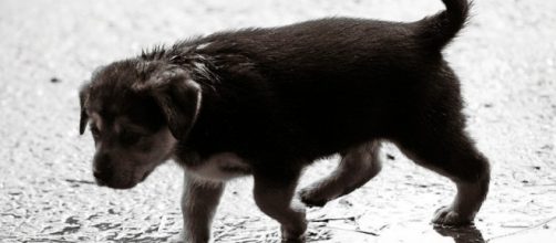 planeta deuda news: &iquest;Eres capaz de salvar a tu mascota en caso que ... - blogspot.com