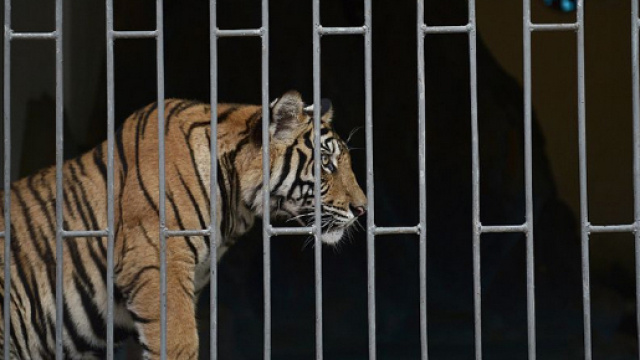 Fonte: https://www.independent.co.uk/environment/animal-farmssoutheast-asia-fuel-illegal-trade-rare-wildlife-a7775436.html