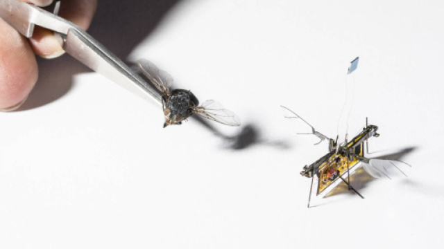Il primo insetto robotico che vola da solo