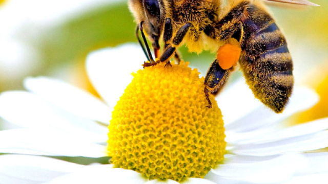 Un esemplare di ape nell'atto dell'impollinazione