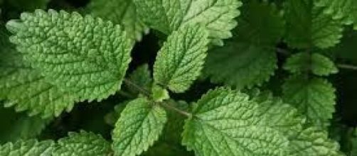 11 plantas que repelen los mosquitos - secretodebelleza.ru