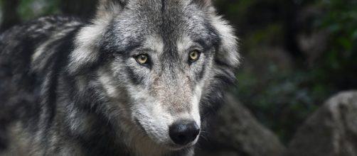 A beautiful wolf is photographed in the wild. - [Image via christels - Pixabay]