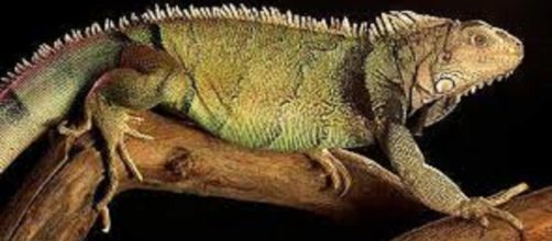 Iguana en coco, gastronom&iacute;a zuliana &iexcl;Debes probarla!