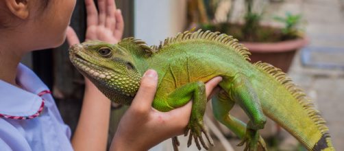 Pets come in all shapes and sizes. - [Image source - Esin &Uuml;st&uuml;n / Flickr]